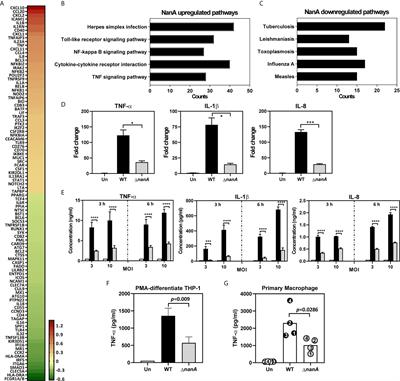 Novel Virulence Role of Pneumococcal NanA in Host Inflammation and Cell Death Through the Activation of Inflammasome and the Caspase Pathway